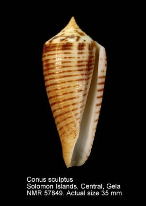 Conus scalptus.jpg - Conus scalptusReeve,1843
